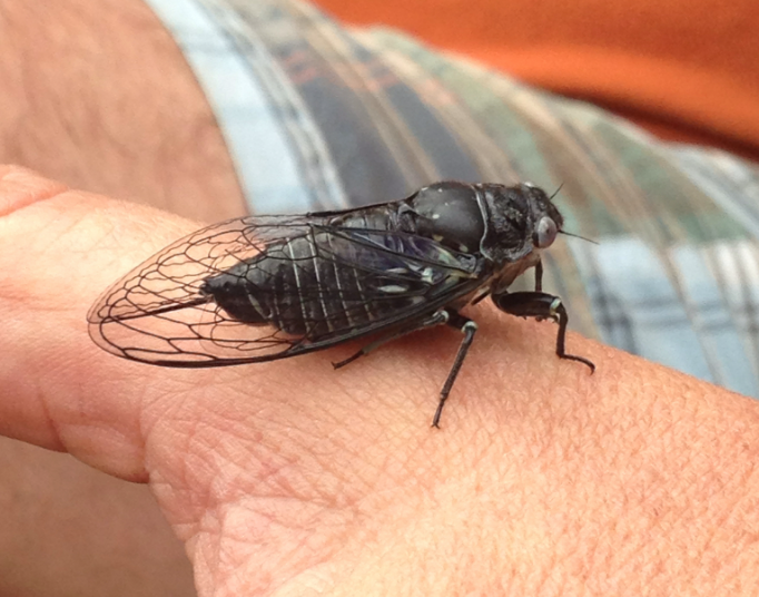 black cicada