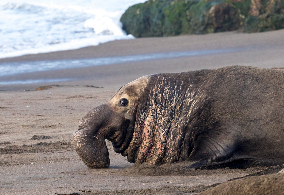 Elephant seal at Piedras Blancas Light Station, Photo by Bob Wick
