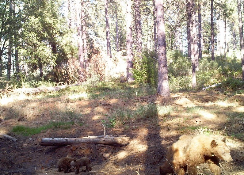 bear and cubs trail camera