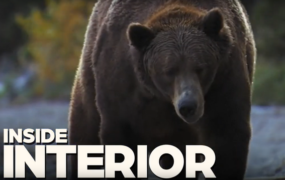 bear inside interior