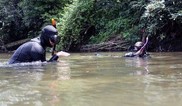Snorkeling the French Broad River
