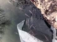 Small fishes released into a stream from a plastic bag