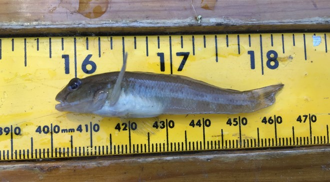 New Concerns After Round goby Found in Mississippi River