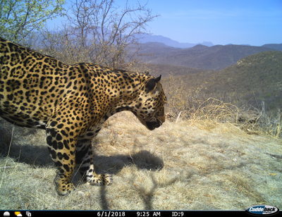 A Jaguar spotted on Nature and Culture's Monte Mojino Reserve in Sonora, Mexico (photo by Nature and Culture International).