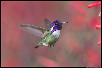 A stunning Costa's Hummingbird is one of the many species you can see at the San Diego Bird Festival (photo by Ed Hale).