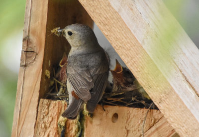 Creating Habitats at Home with Tucson Audubon Society