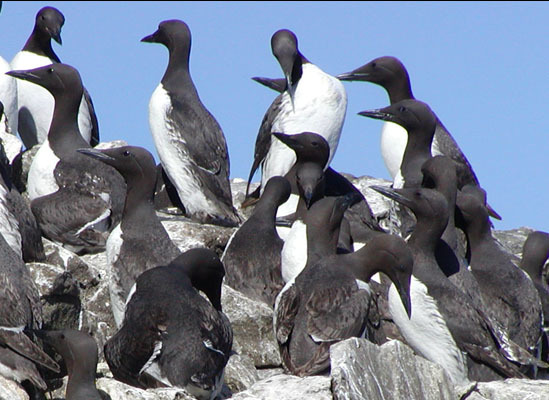 Murres on their breeding colony in the Barren Islands