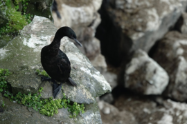 Pelagic Cormorant standing on rocky coastal cliff