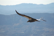 California Condor soaring over the forest