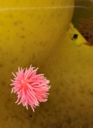 Hopkins rose nudibranch