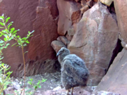 California condor chick