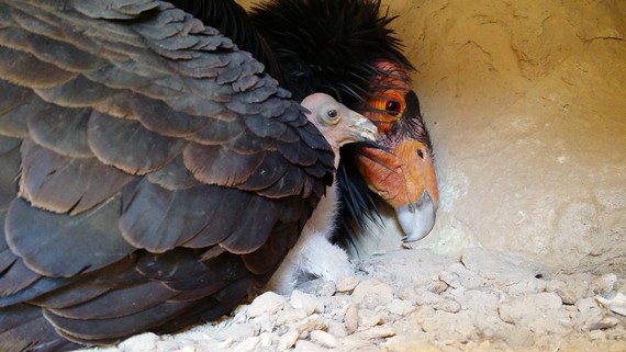 A condor with its chick