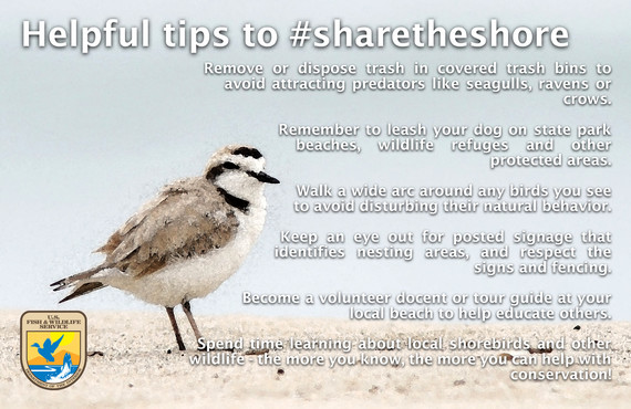 An infographic with advice with how to share the shore with threatened birds. Includes an image of a small bird