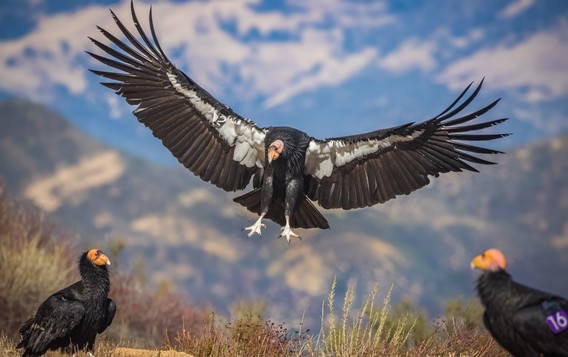 A flying condor