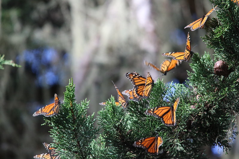 Monarch butterflies