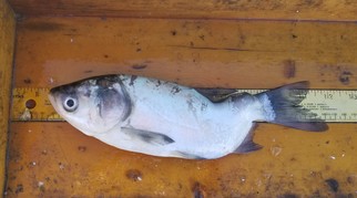 Silver Carp mortality