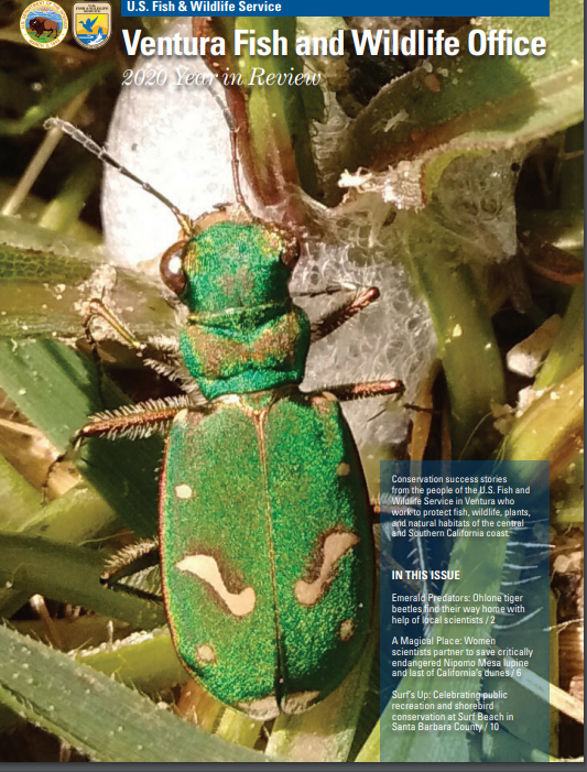 A metallic green beetle