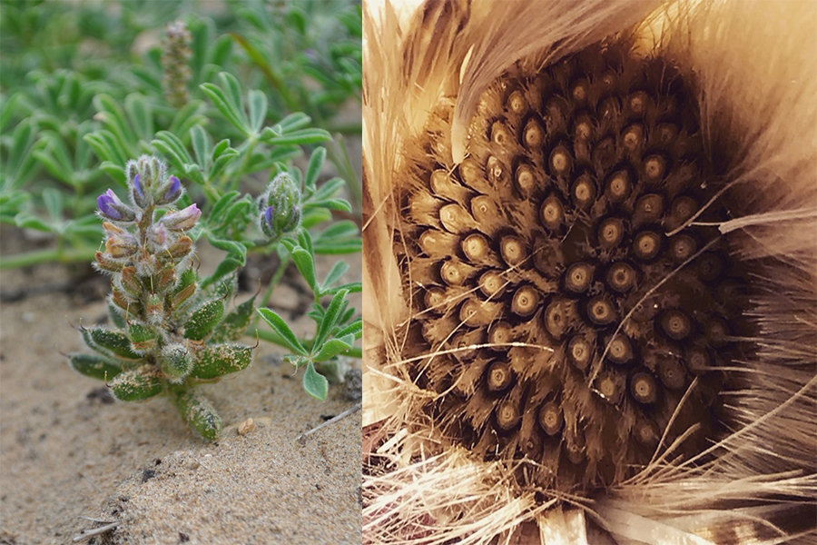 A plant with fuzzy green leaves and purple flowers and a plant with a brown center that is full of seeds