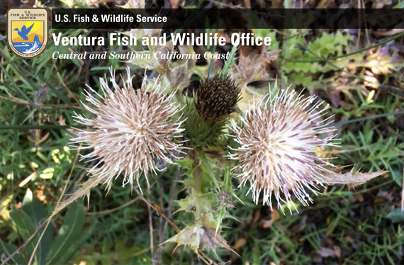 Ventura Fish and Wildlife Office — Summer 2021 Newsletter –