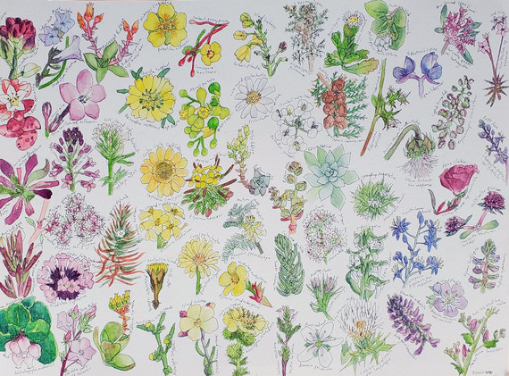 Illustration of rare plants that we work to conserve and protect along the southern and Central California coast