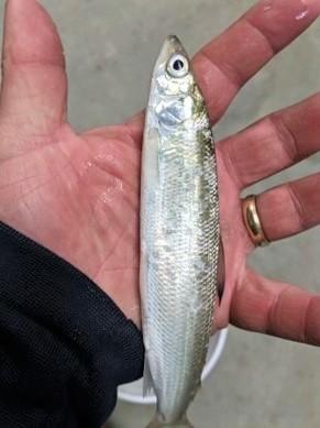 hand holding a stocked cisco captured in Saginaw Bay, Lake Huron