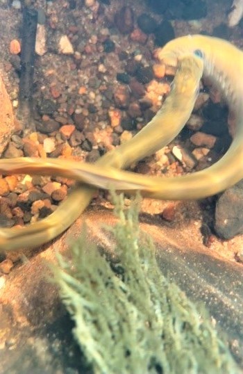American Brook lamprey spawning