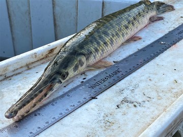 endangered spotted gar fish with long snout and spots