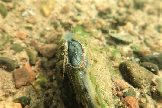 a winged mapleleaf mussel displaying open shell