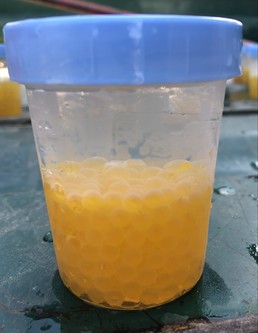 lake trout eggs in clear container