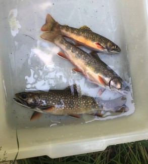 brook trout in a tote full of water