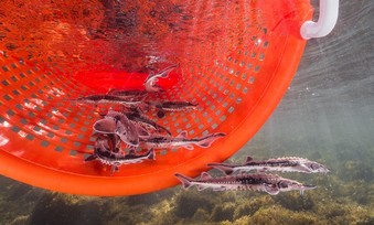 lake sturgeon being released from an orange bucket