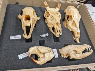animal skulls for educational displays
