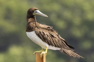 brown booby a bird sitting on a post