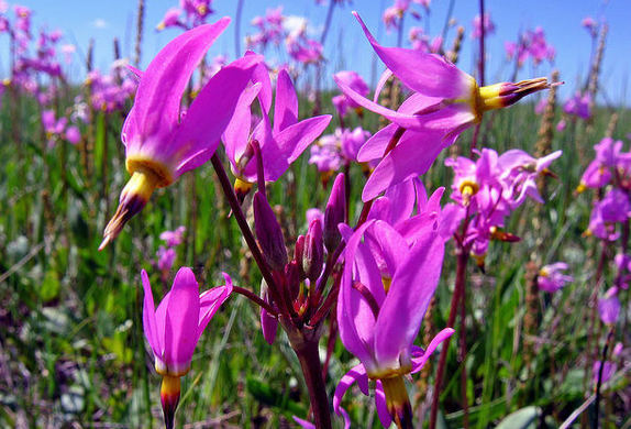 bright pink flowers in green grassy area