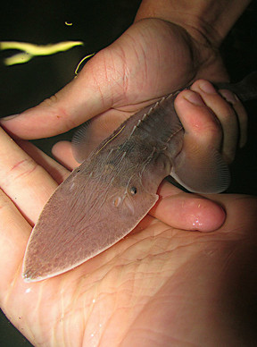 fish with triangular shaped head, being held in hands