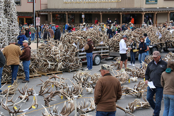 piles of elk antlers on road with people walking near them