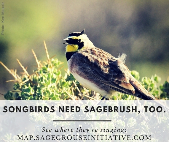 Songbirds need sagebrush too. See where they’re singing: map.sagegrouseinitiative.com