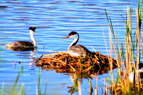 A pair of nesting western grebes at Chase Lake Wetland Management District in North Dakota by Neil Shook/USFWS 