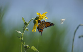 Monarch butterfly by Kristin Terwilliger/USFWS