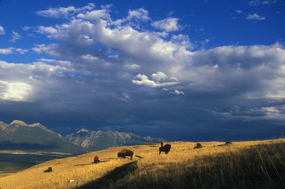 Bison at National Bison Range by Ryan Hagerty/USFWS