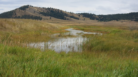 Batavia Batavia Waterfowl Production Area (WPA) in the Northwest Montana Flathead County Wetland Management District in Montana by USFWS