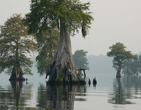 Cypress trees at Great Dismal Swamp National Wildlife Refuge