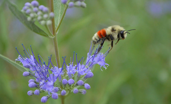 Hunt's bumblebee takes flight