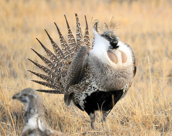 male greater sage-grouse and female sage-grouse