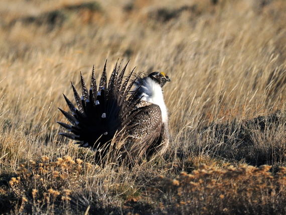 Greater sage-grouse at Seedskadee National Wildlife Refuge in Wyoming by Tom Koerner/USFWS