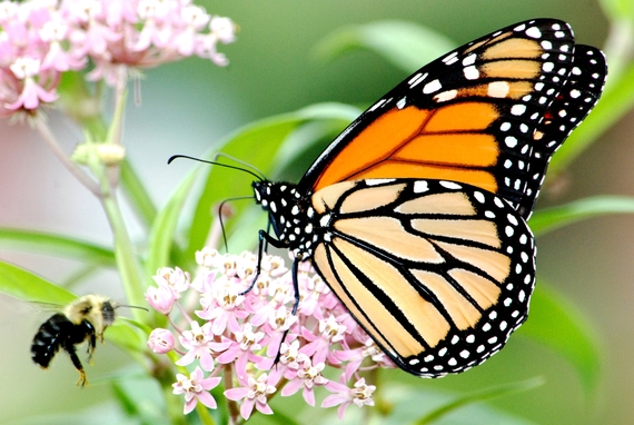 Monarch butterfly and bumblebee on swamp milkweed by Jim Hudgins/USFWS