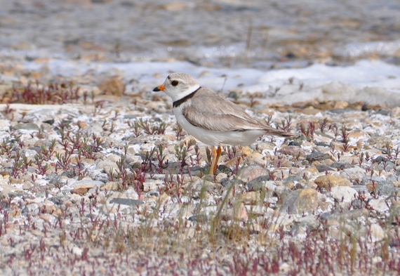 Piping plover by Steven Tucker/USFWS