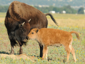 A bison and calf at Rocky Mountain Arsenal National Wildlife Refuge near Denver, Colorado by Rich Keen/DPRA