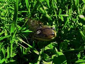 Tiger salamander by Spencer Neuharth/USFWS