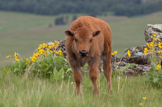 A bison calf on the National Bison Range in Montana by Dave Fitzpatrick/USFWS
